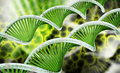 ADN