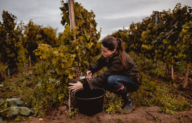 Domaine-la-Bouche-du-Roi-Travaux-de-la-vigne.jpg